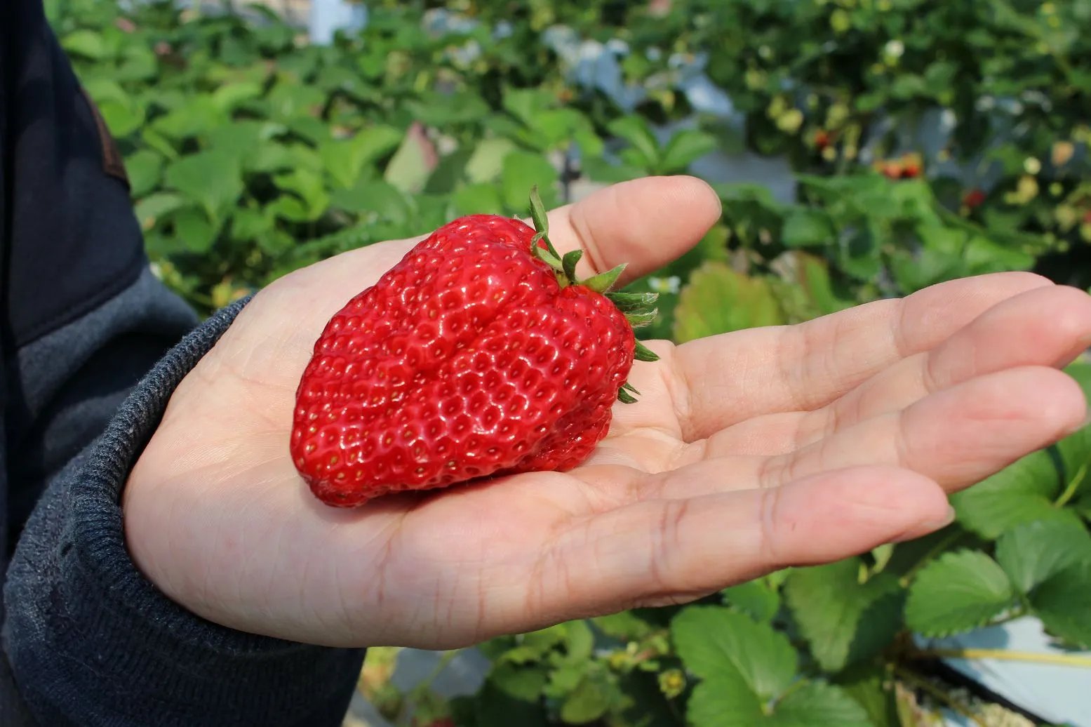 🍓 딸기 따기 센터(다테야마 이치고가리 센터) 이미지 8